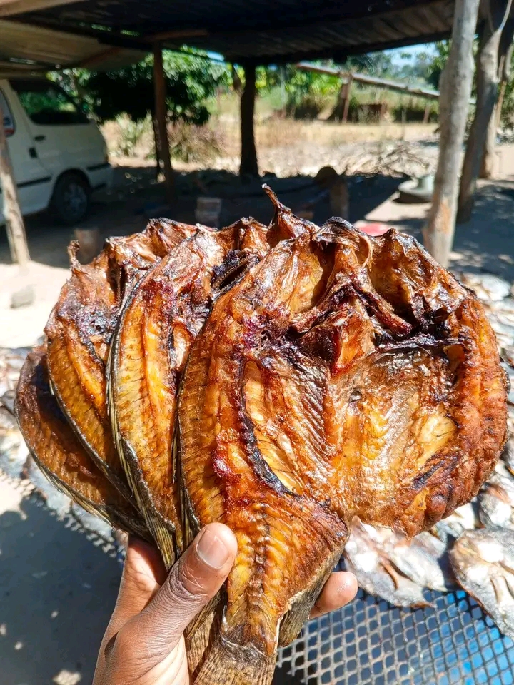 Fish