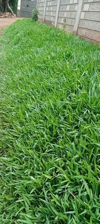 Pemba green grass