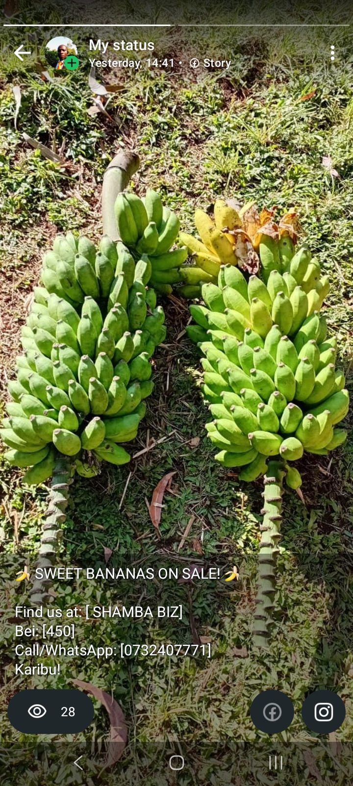 Shamba Biz